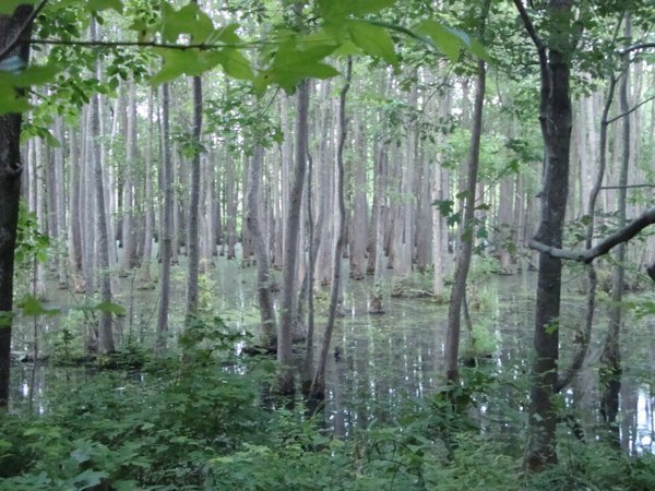 Swamp&trees.jpg