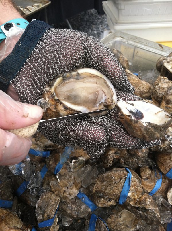Gulf oysters.JPG