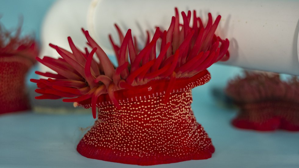 Island Life anemone.JPG
