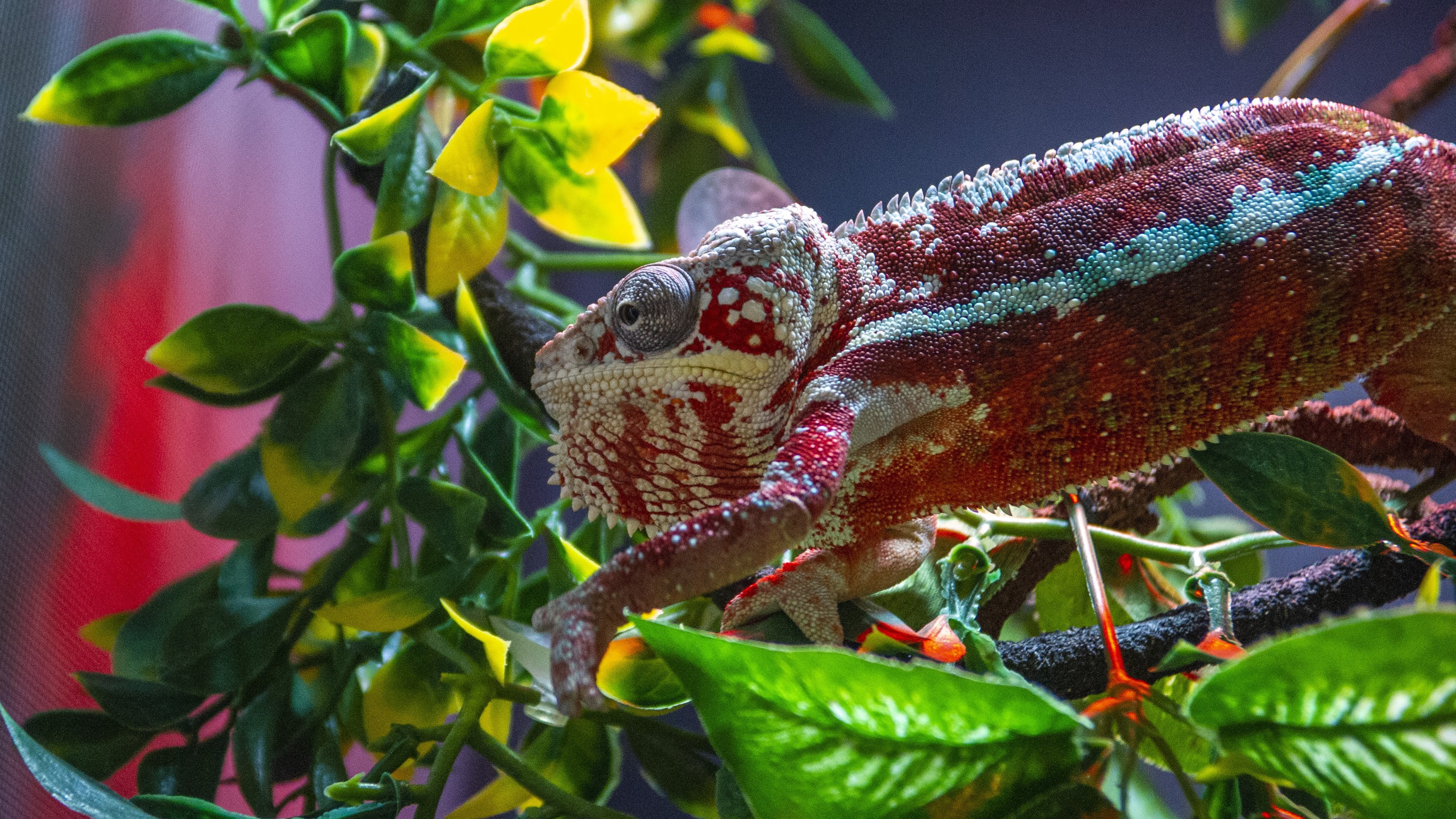 Beautiful Footage: Chameleons Are Amazing