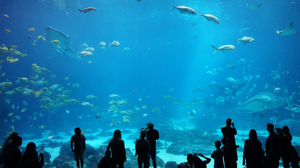 Georgia Aquarium.jpg
