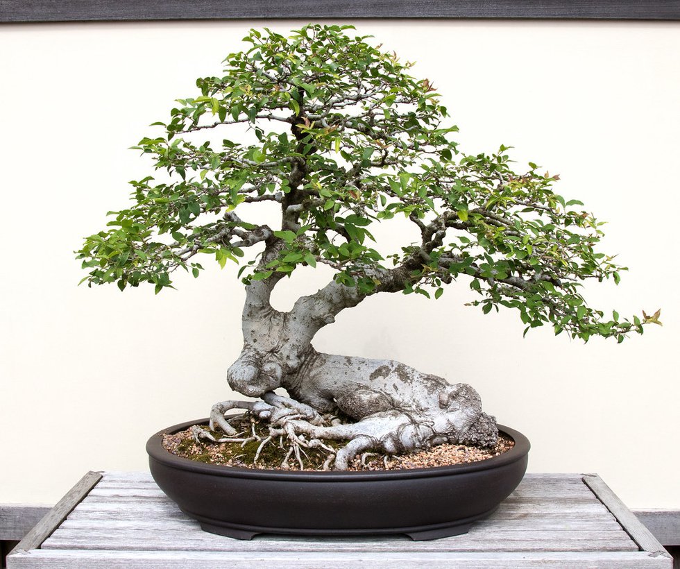 "Bonsai: Majestic Miniatures,” Dixon Gallery and Gardens