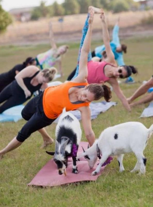 Social Distancing Goat Yoga, Walkapony Goat Ranch