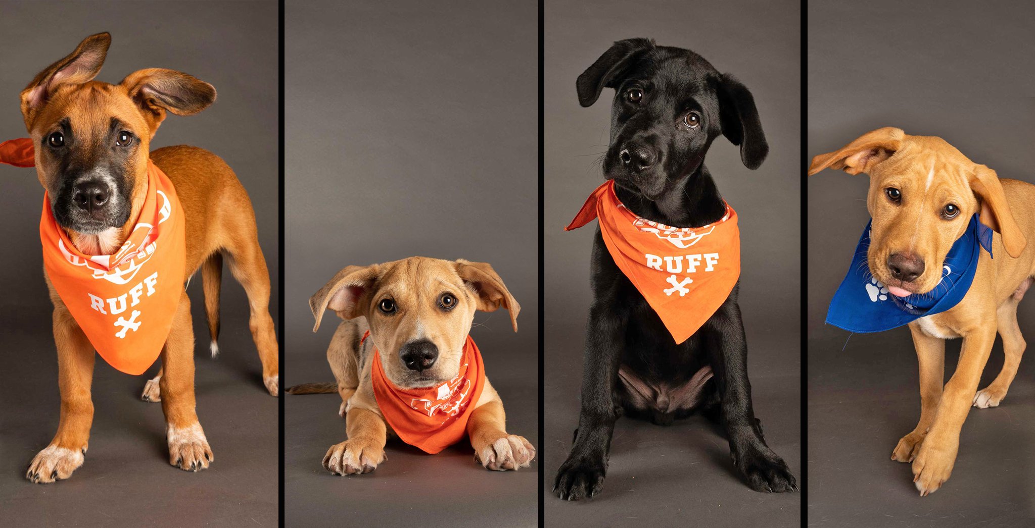 Puppy Bowl XVII Will Return With 70 Adoptable Dogs – Rolling Stone