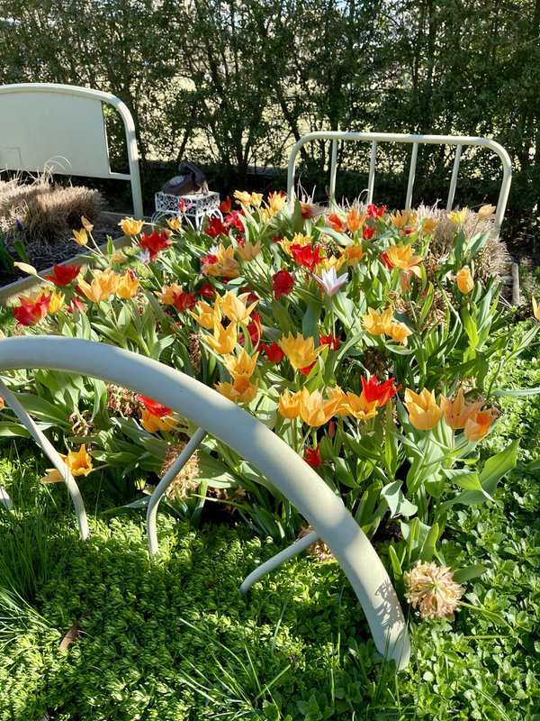Spring Blooms at the Garden, Memphis Botanic Garden