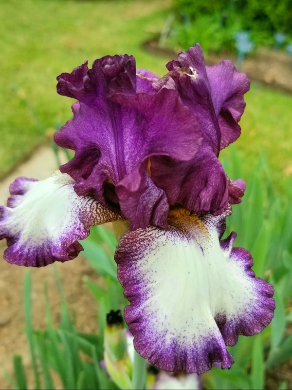 Sping Blooms in the Garden: Irises, Memphis Botanic Garden